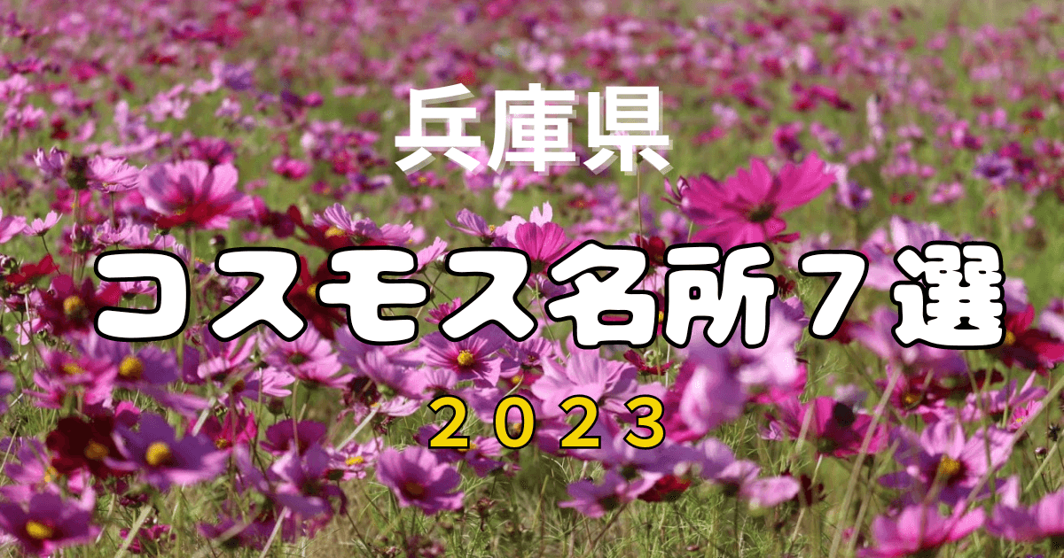 2023年兵庫県コスモス畑名所７選！イベント情報見頃など紹介